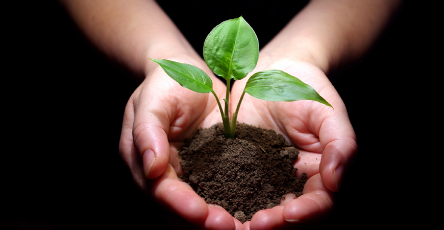 image of hands holding a plant growing in the dirt