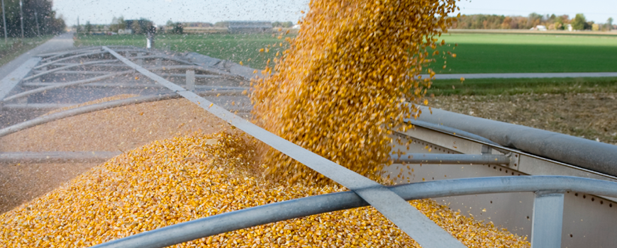 Image of a corn harvest